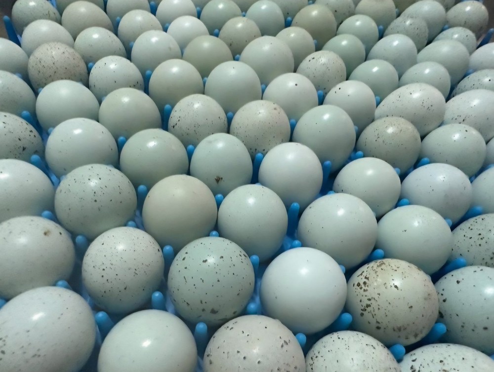 60 Celadon Blue Coturnix Quail Hatching Eggs - 100% BLUE