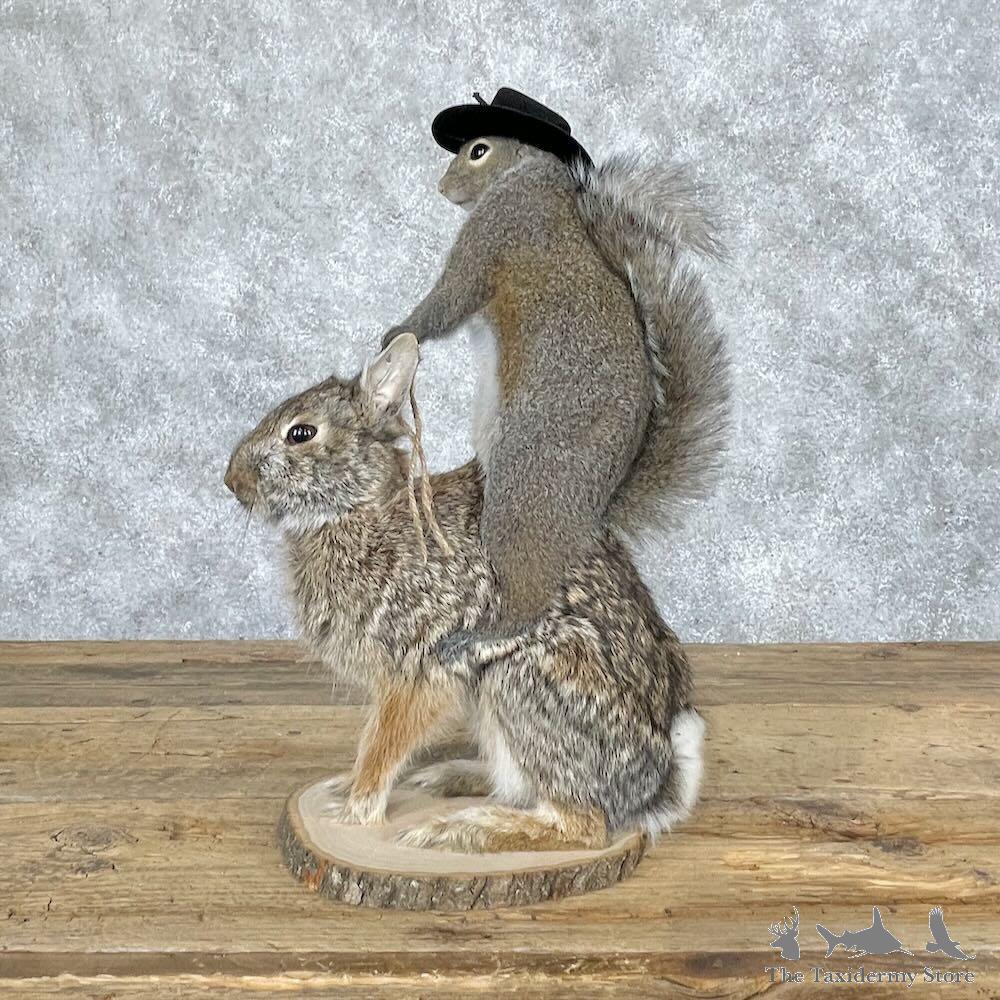#28653 P | Novelty Grey Squirrel & Rabbit Mount For Sale
