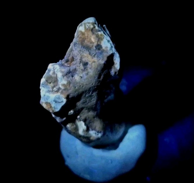 Real Fossil Dinosaur Egg Embro Permineralized Uv Reactive Titan Croc 🐊