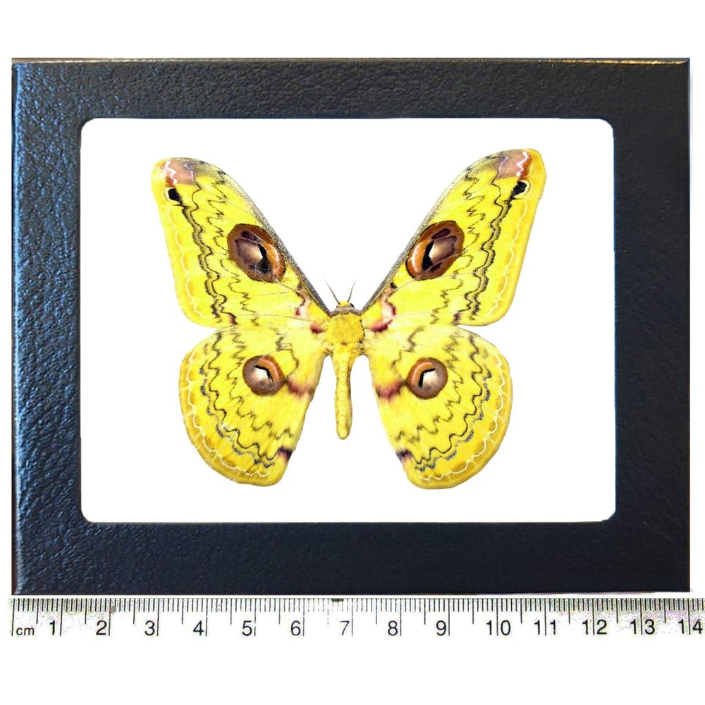 Loepa sikkima yellow saturn moth Thailand FRAMED