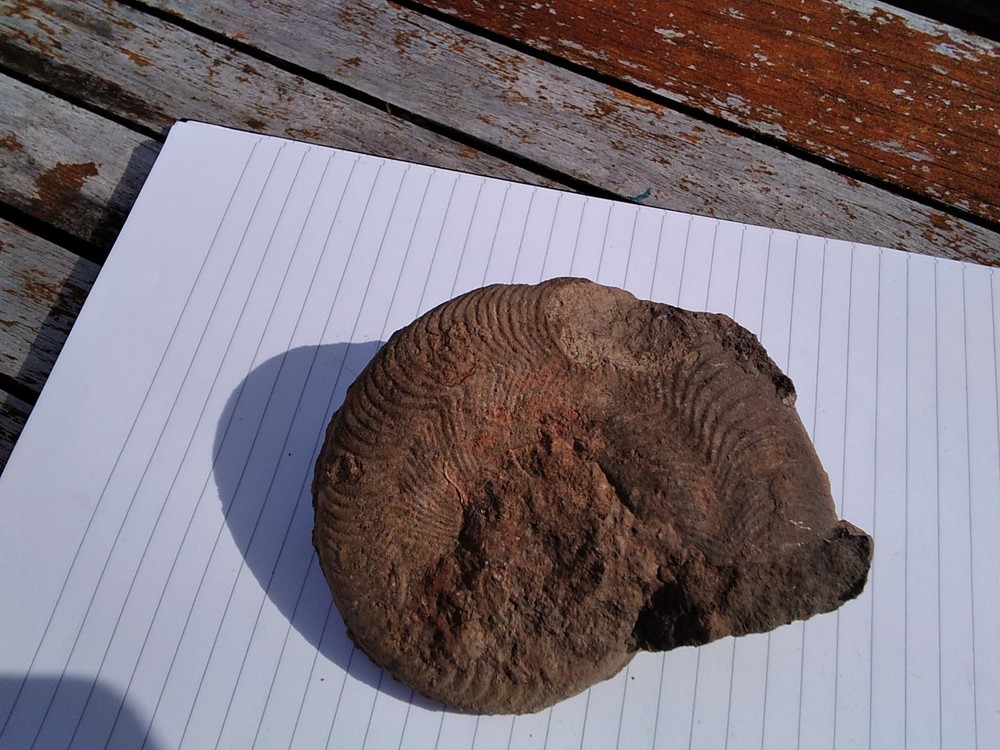 Ammonites x 2