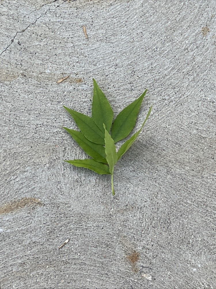 Leaf