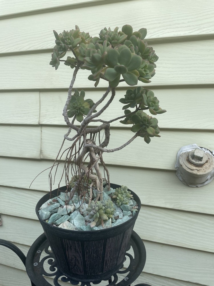 Bonsai Tree Aeonium Haworthia Tree Ship With Bare Rooted