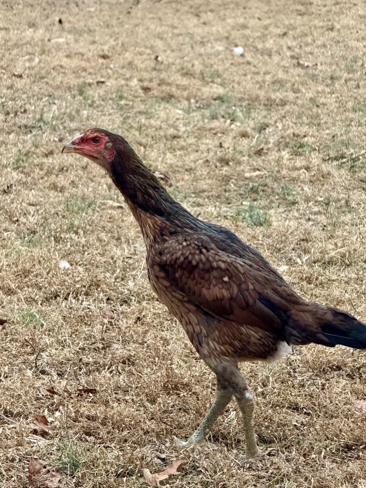 Hen Hatching Eggs (Aseel/Indian Cross)