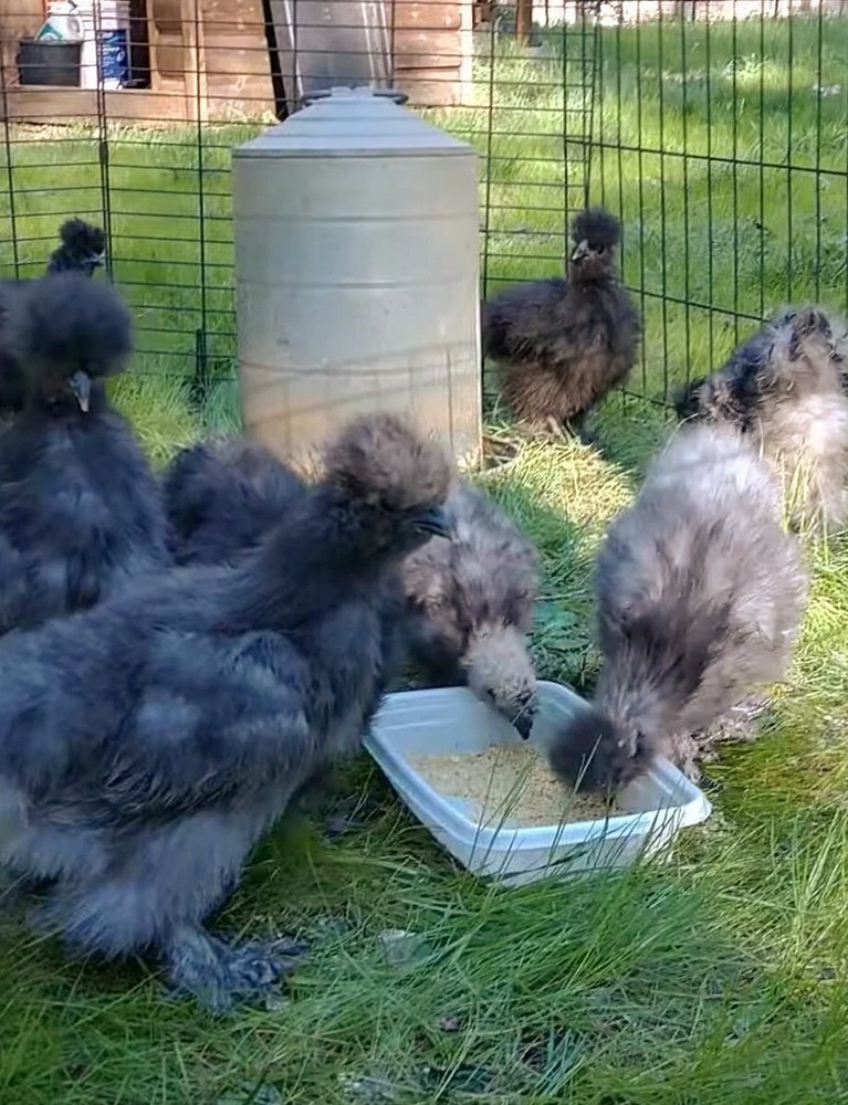6 Fancy & Rare Breed Chicken Hatching Eggs