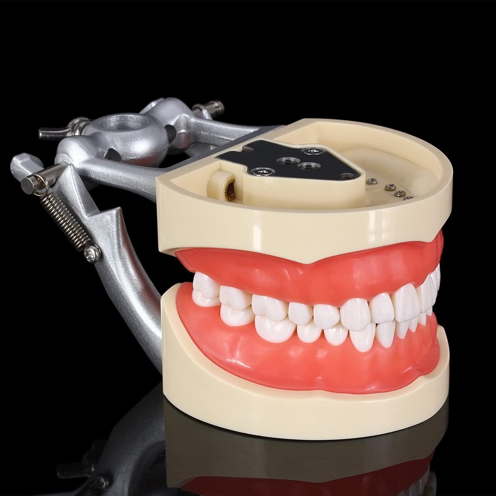 Dental Typodont Model 32pcs Removable Teeth Soft Tissue