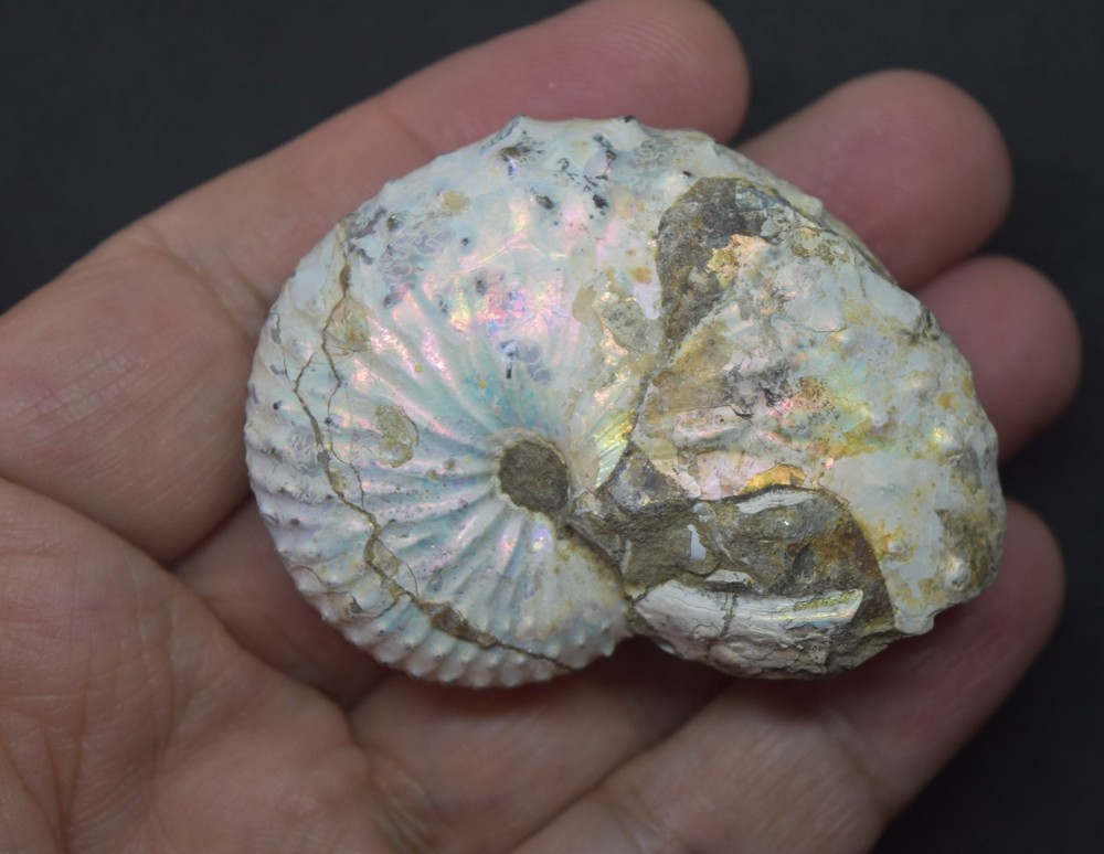 Fossilized Rainbow Ammonite Fossil Likely Douvilleiceras