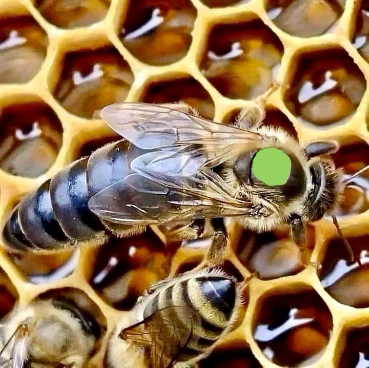 BEEKEEPERS QUEEN MARKING PEN SET