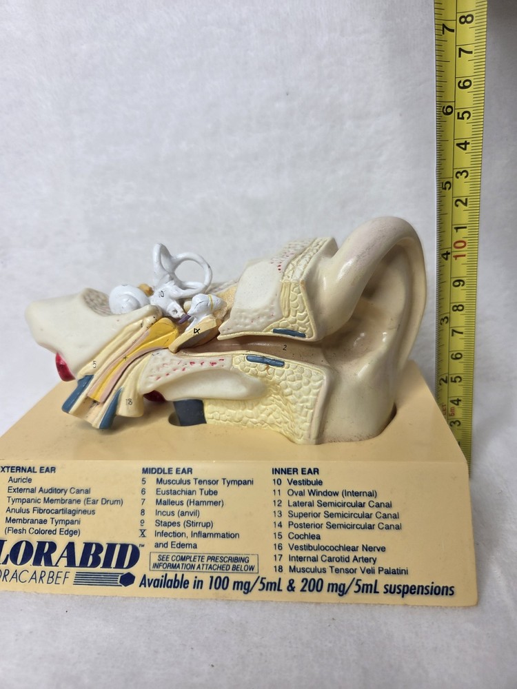Vintage 1994 Human Ear Model