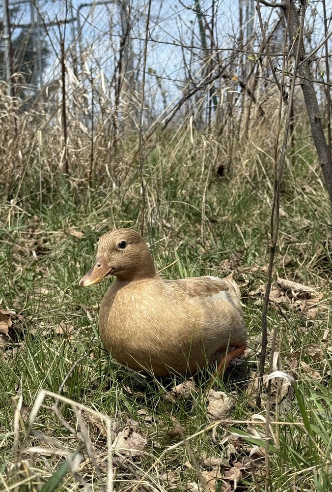 10 Call Duck Hatching Eggs