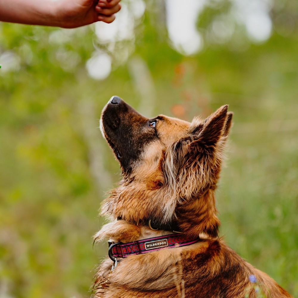 Ultralight Collar Series for Dogs - Medium - Daybreak