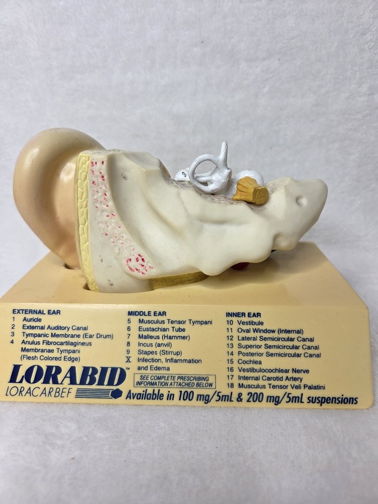 Vintage 1994 Human Ear Model