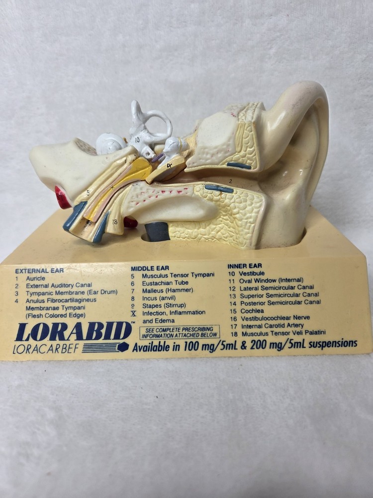 Vintage 1994 Human Ear Model
