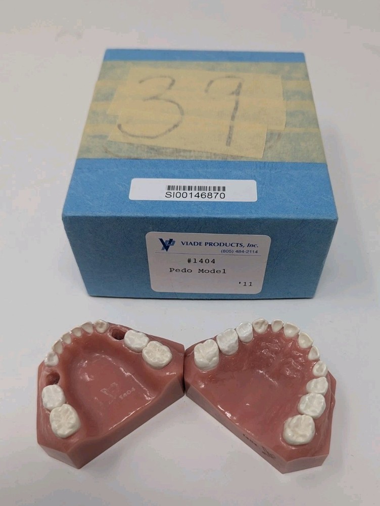 Viade Products Typodent 1404 Dental Pediatric Teeth Teaching Epoxy Missing Molar
