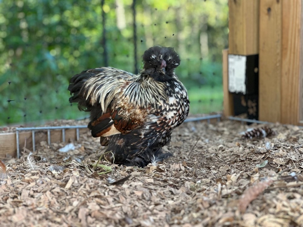 Silkie Hatching Eggs- breeder/show quality
