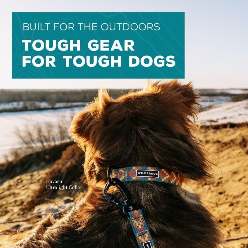 Ultralight Collar Series for Dogs - Medium - Daybreak