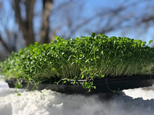 Bootstrap Farmer Microgreen 1020 Trays, Shallow Extra Strength 5 Pack Seed Tray