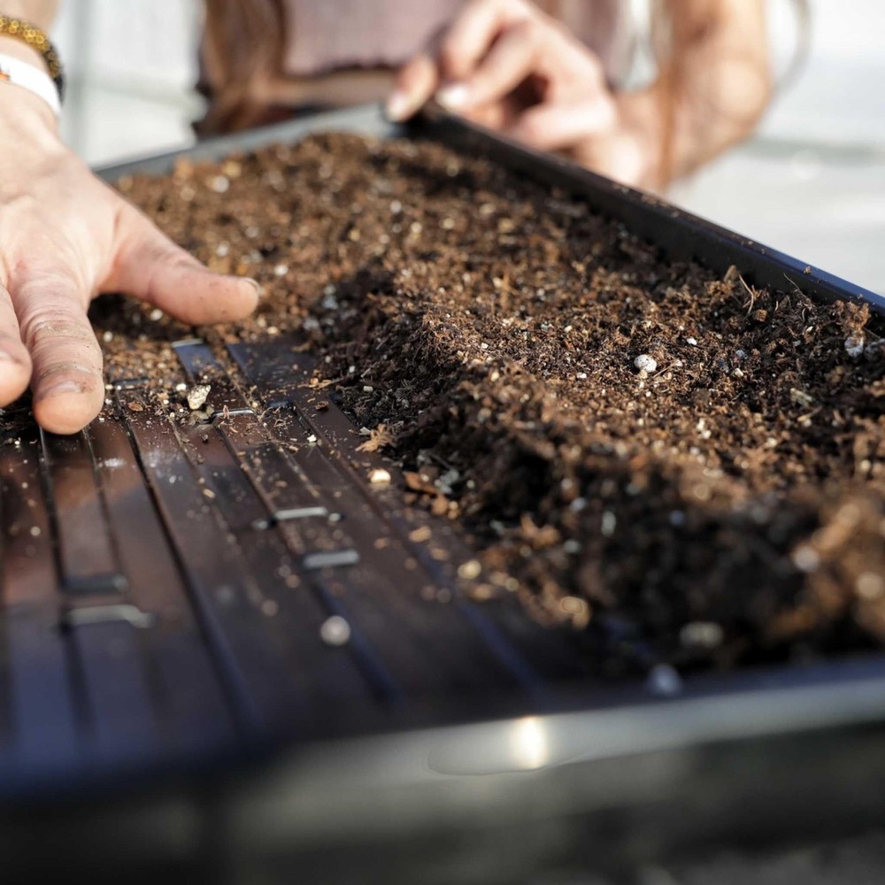 Bootstrap Farmer Microgreen 1020 Trays, Shallow Extra Strength 5 Pack Seed Tray