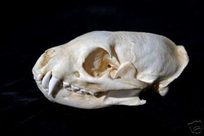 Water  Mongoose Skull REPLICA