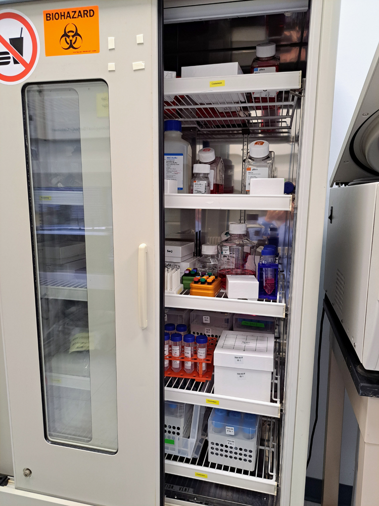 Forma Scientific 3684 Double Sliding Door Lab Refrigerator