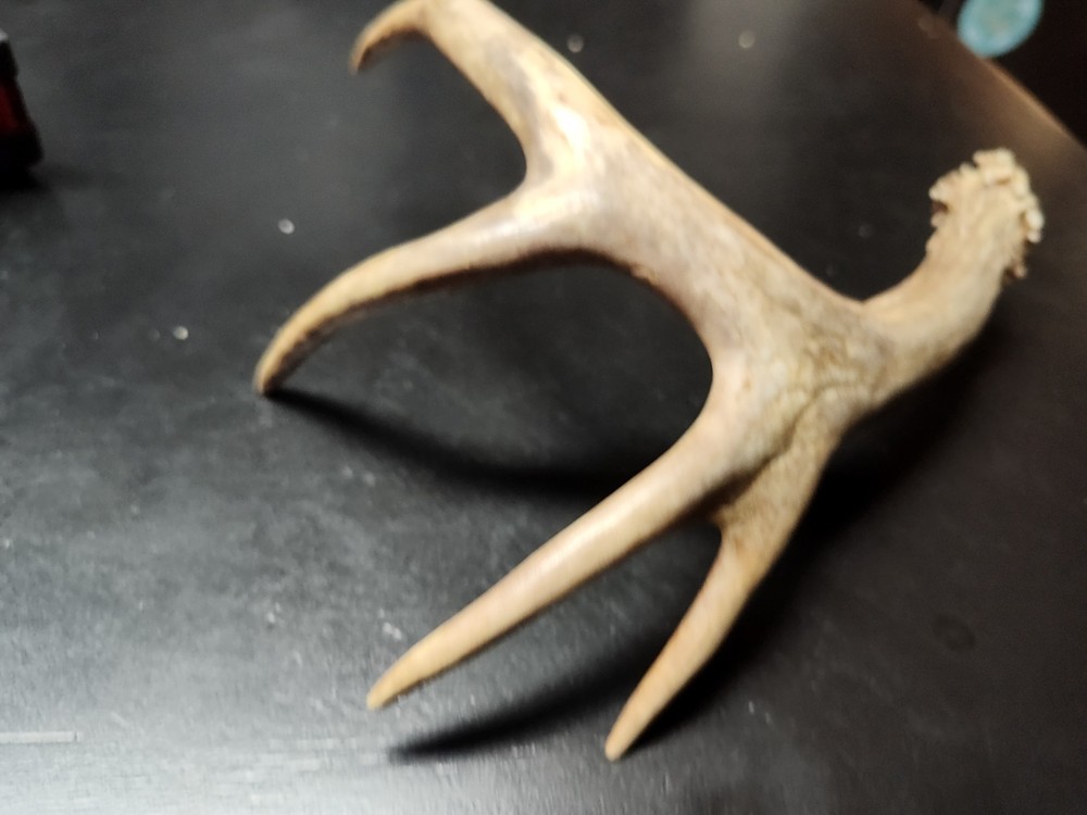Sika Whitetail Blacktail Antler Odd Cut Off