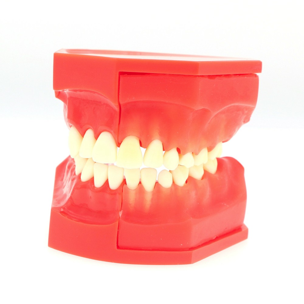 Dental Teeth Permanent Tooth Alternate Demonstration Study Teach Model M7013