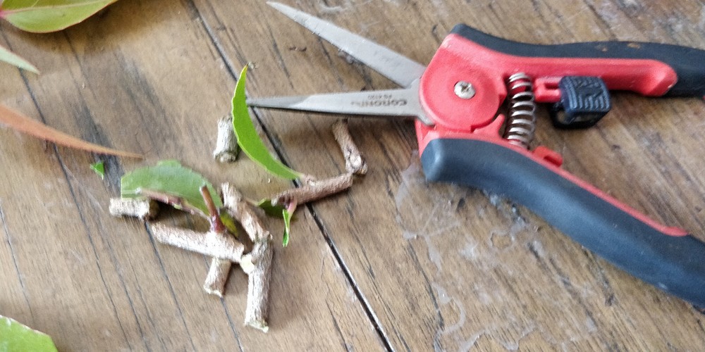 4 CORONA Garden Tools pruning shears pruner Hedge clipper ReConditioned