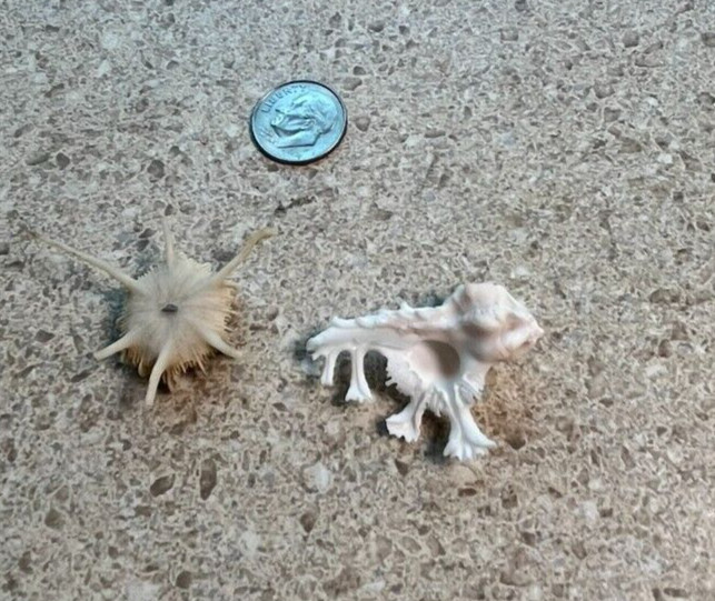 G1118~ CHOICE Seashell- PRIVATE Collection -Vintage Shells (use Dropdown Menu)
