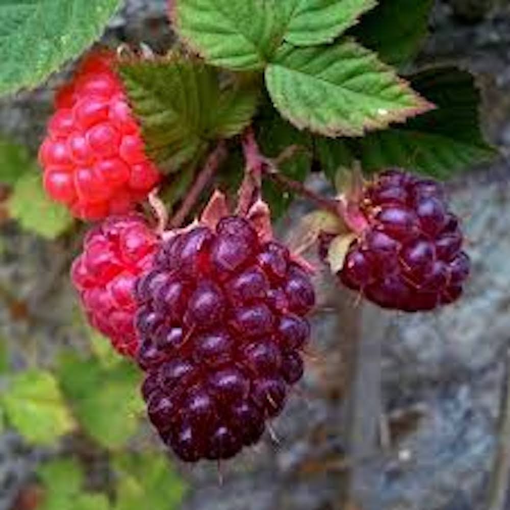 5 Glencoe Raspberry Plant Thornless Purple Raspberry Starter Plug