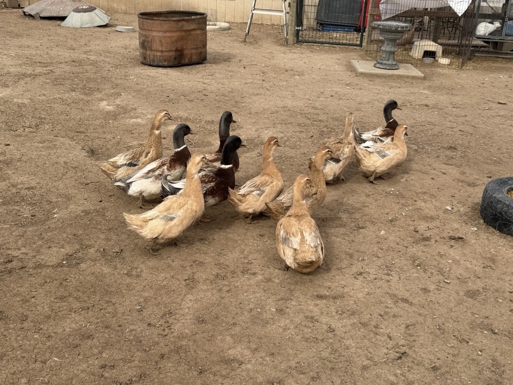 Saxony Duck Hatching Eggs