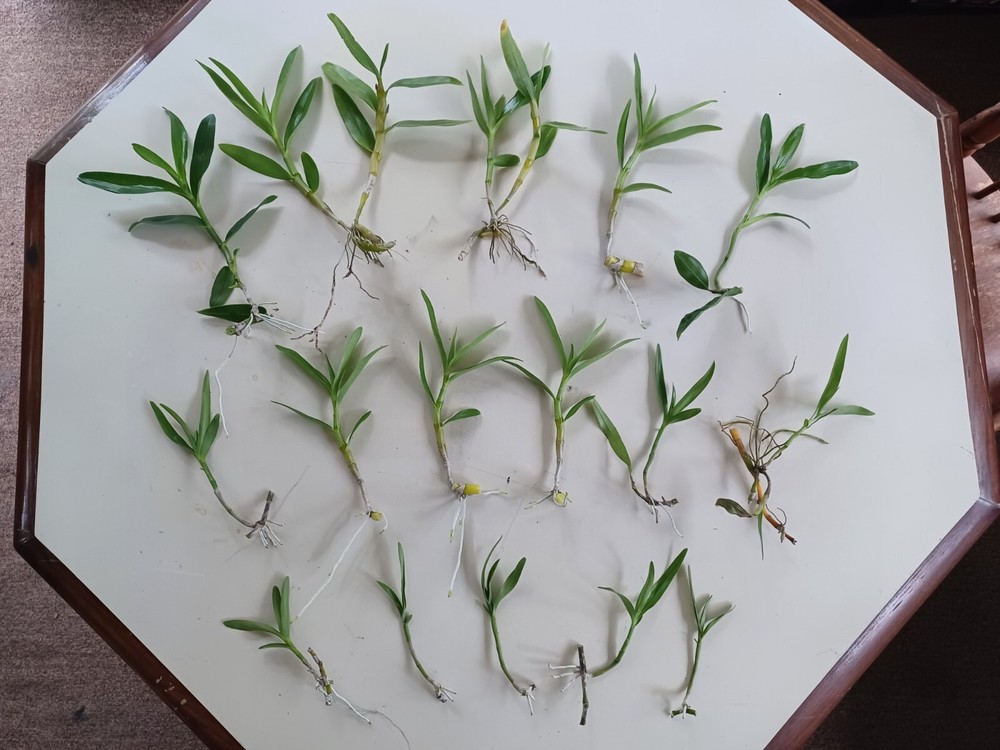 Dendrobium Nobile Orchid Keikis