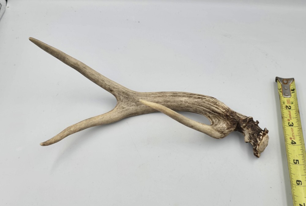 Unique deer antler shed ✅️
