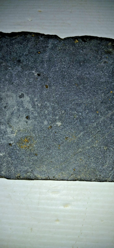 Dinosaur? Fish? Ray? Fossil