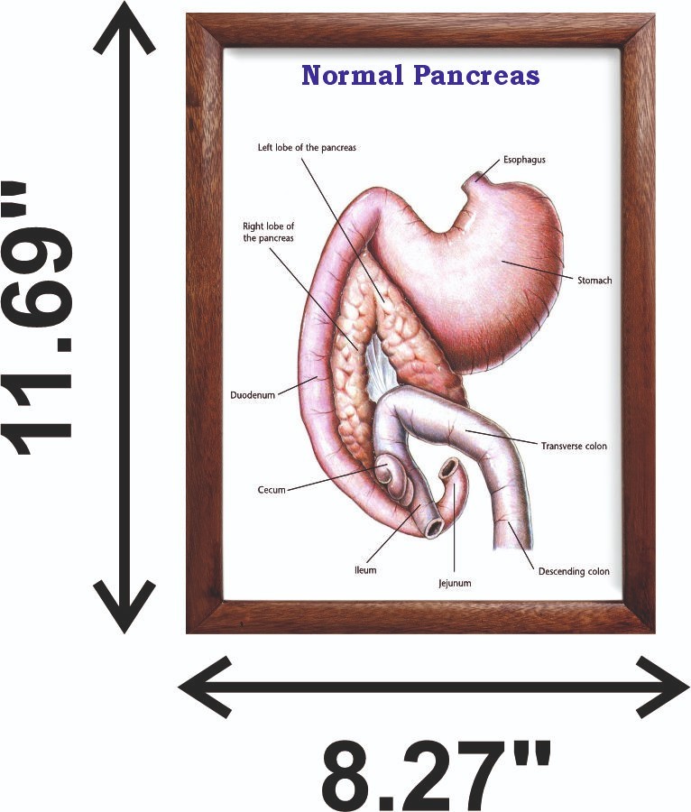 Normal Pancreas Chart 12x18 inches