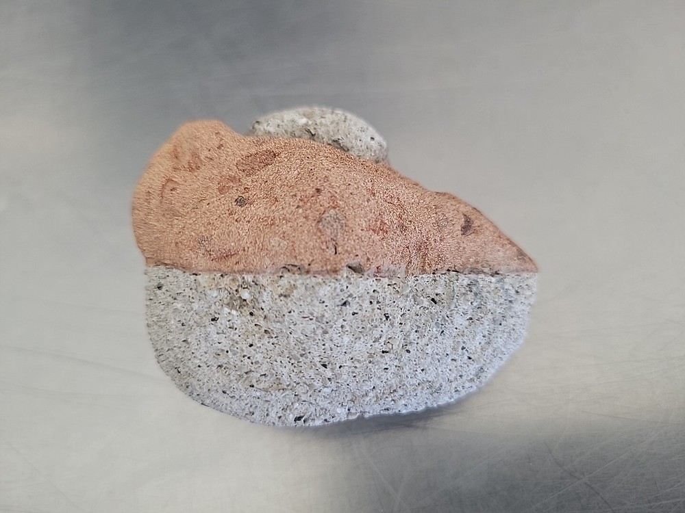 Fossilized Rock Stone Sedimentary Possible Shell Or Egg Unique