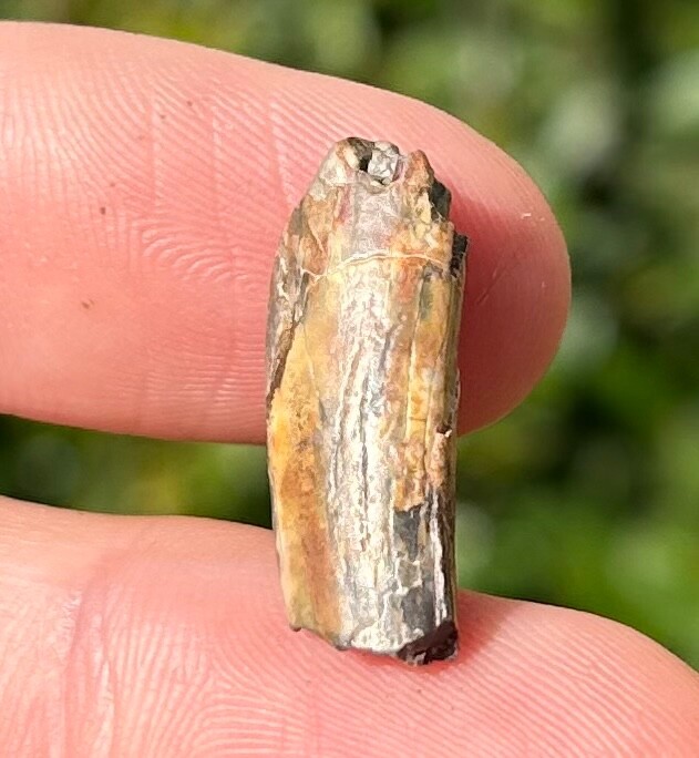 Pterosaur Tooth Fossil from Niger Flying Dinosaur Tooth Cretaceous Age