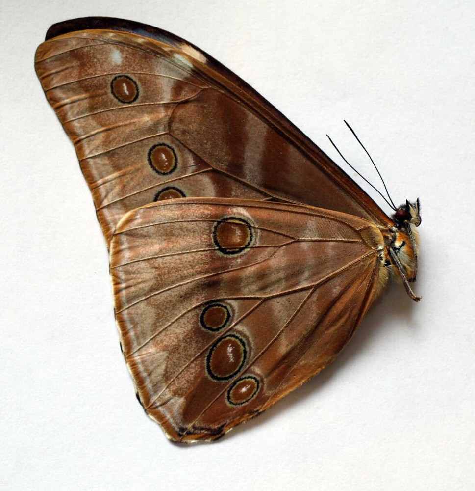 MORPHO AURORA LAMASI -  unmounted butterfly