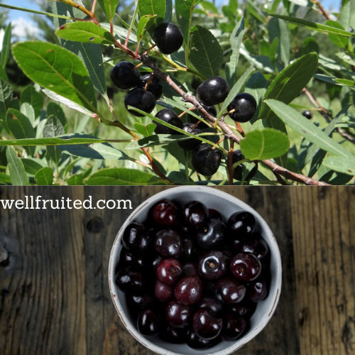 Western Sand Bush Cherry Tree. Live  Bareroot Plant. USA