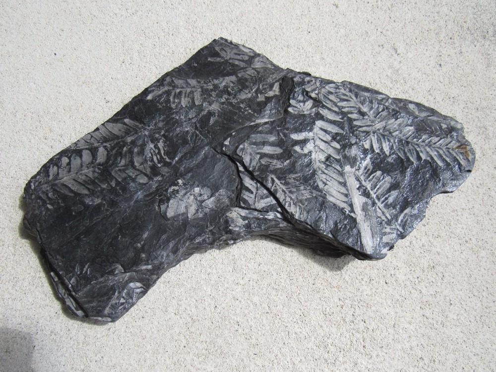 Museum quality fossil plant Beautiful, MEDIUM #4