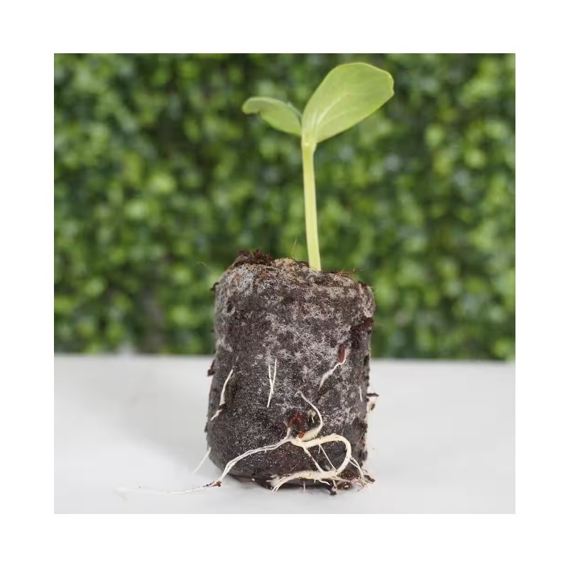 24 Pack Coconut Seed Plug with Devault Ugro Rhiza Enriched Seed Starter