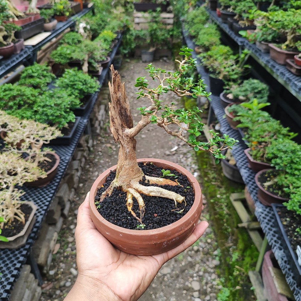 Tree Premna Microphylla Living Tree Bonsai Tree