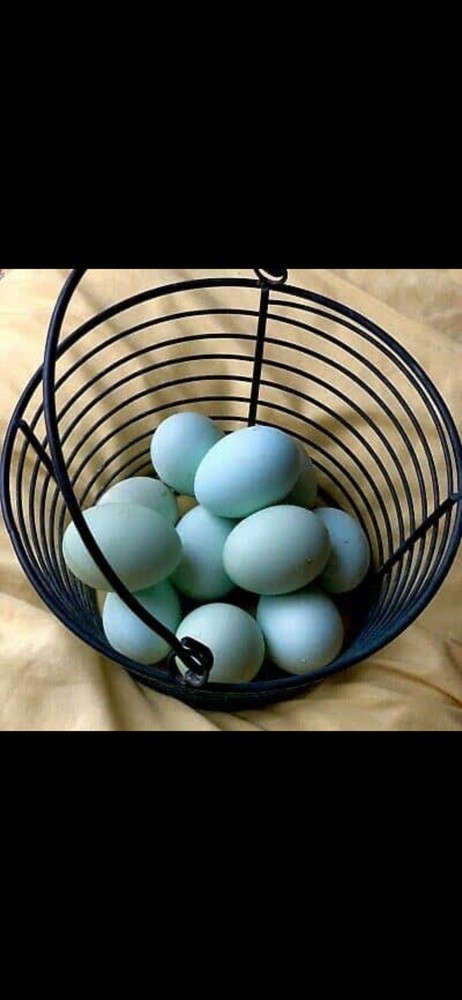 Prairie Blue Bell Hatching Eggs 12