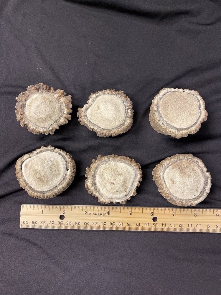 6 SMALL ELK BURRS/ROSETTES/CROWNS/PULLS