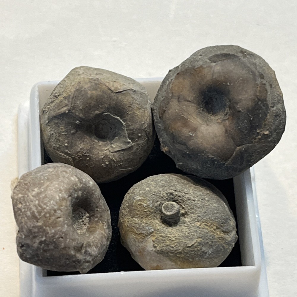 Crinoid Caps #18