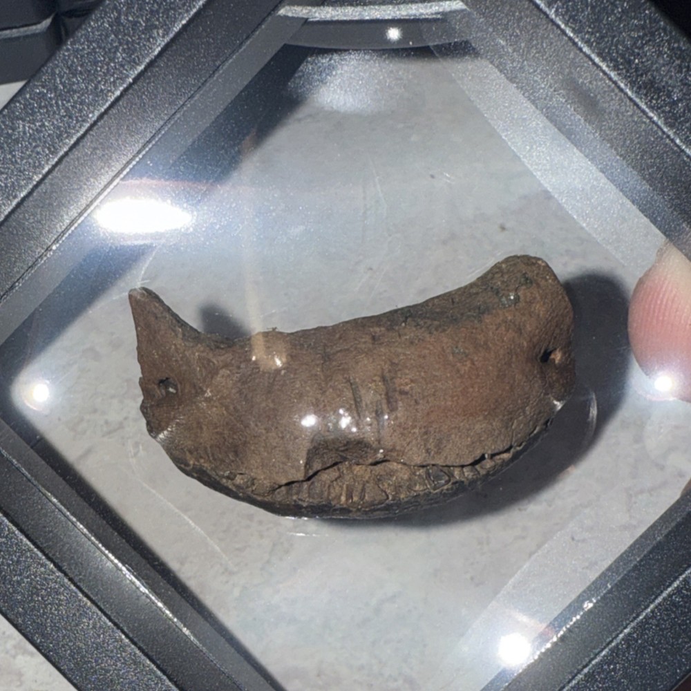 Fossilized Pufferfish Jaw Fragment Specimen in Protective Display Case