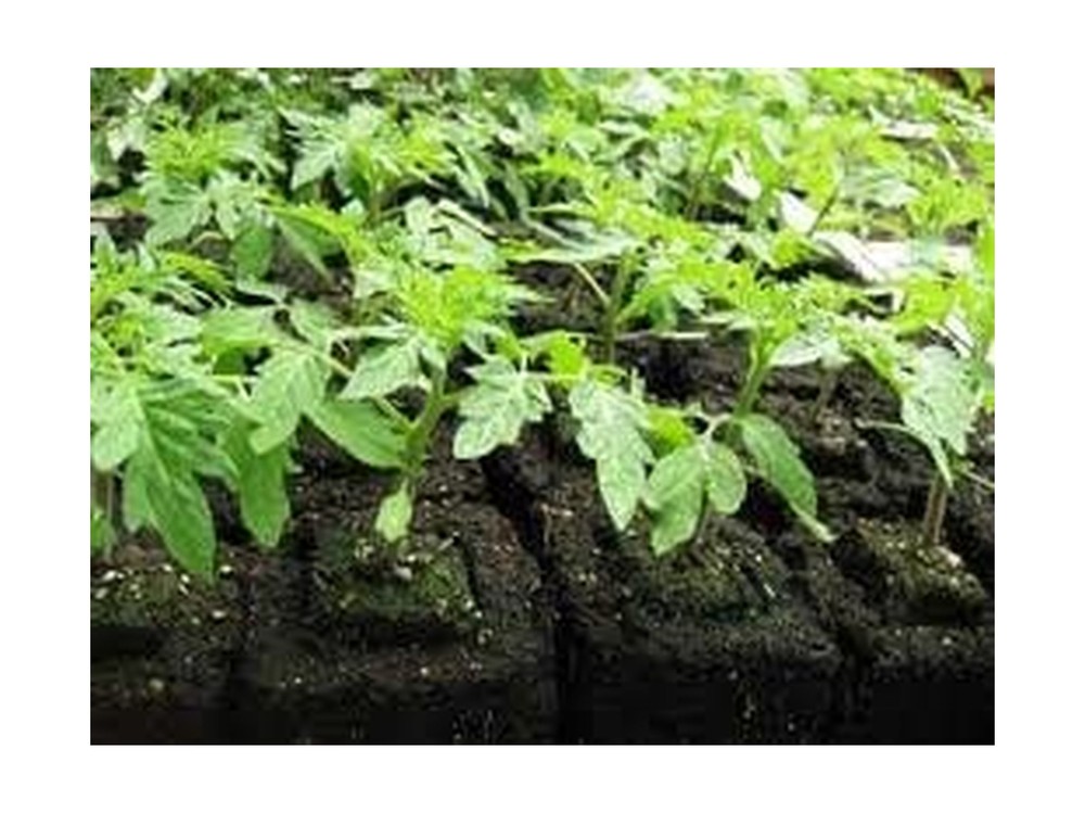 Ladbrooke Genuine Soil Block Maker - 5-Pc. Essentials Nesting System Includes...