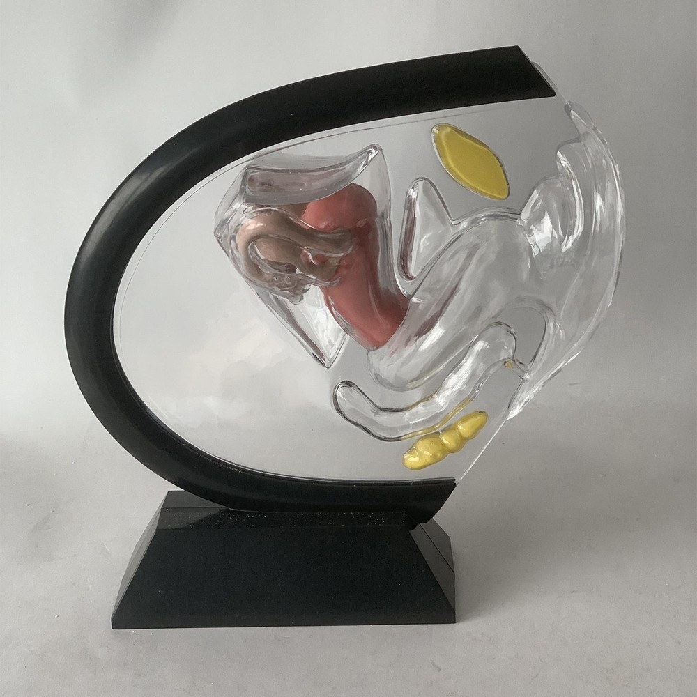 Women Reproductive Uterus Model for Teaching Tools Educational Learning