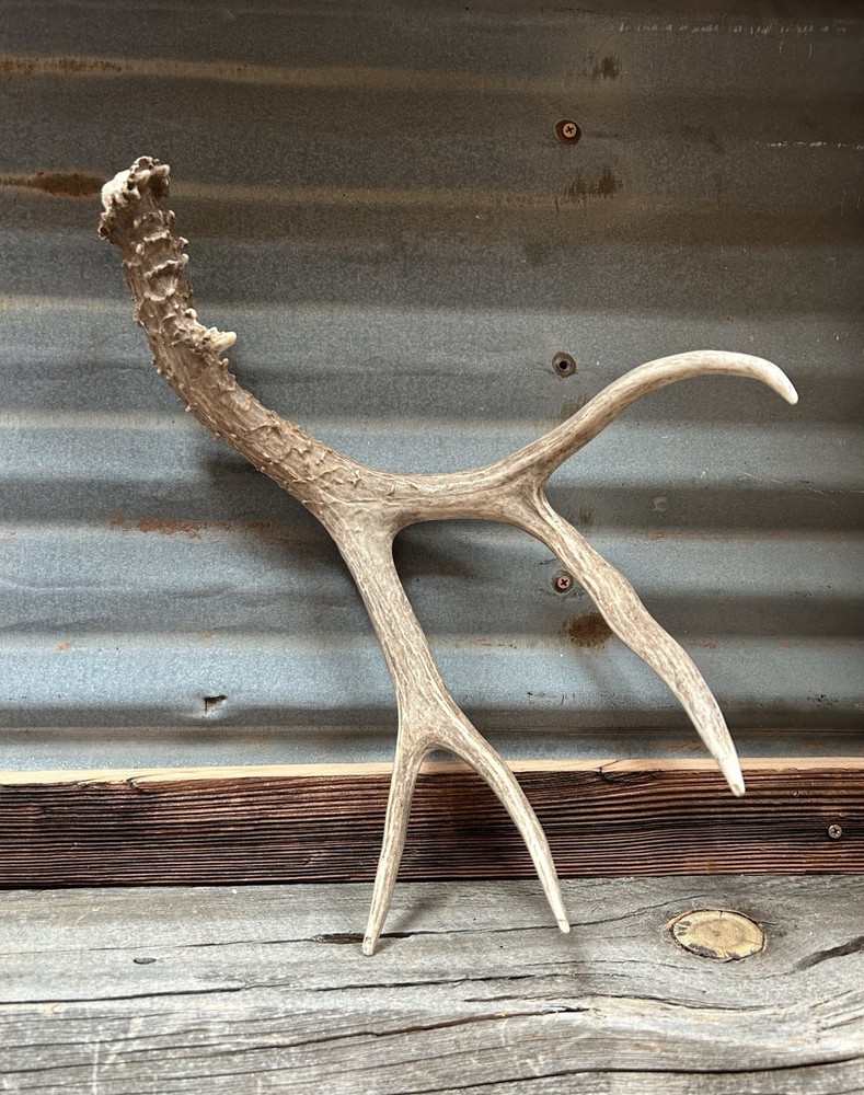 Mule Deer Shed ~ Deer Antlers