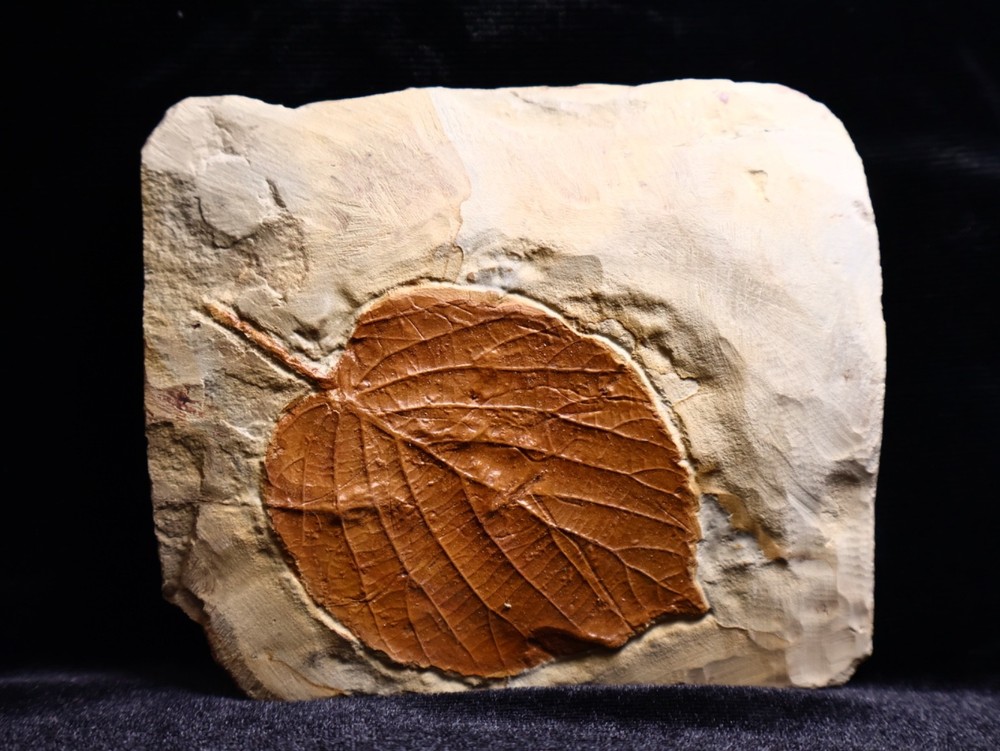 Niiice Leaf Fossil, Glendive, MT