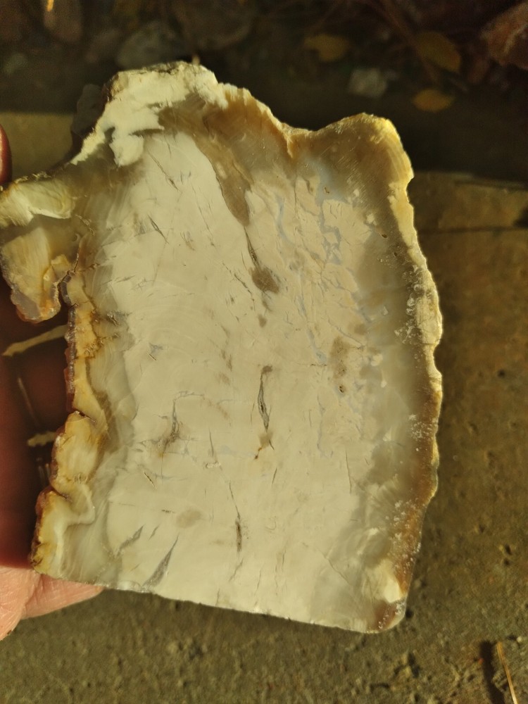 Opalized Wood  Slab